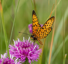 Pardopsis punctatissima