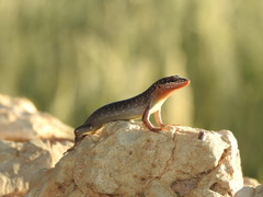 Trachylepis sparsa