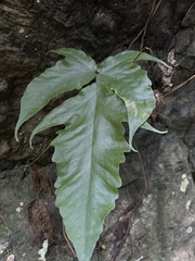 Tectaria heracleifolia