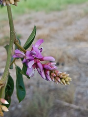 Lonchocarpus sericeus
