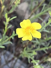 Crocanthemum scoparium