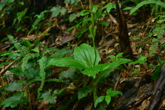 Liparis sootenzanensis