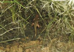 Trachylepis occidentalis