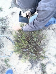 Crocanthemum scoparium