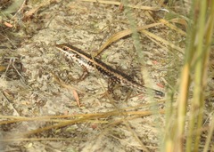 Trachylepis spilogaster