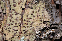 Bathelium carolinianum