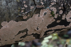 Corticium roseum