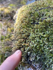 Hedwigia stellata