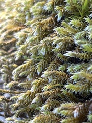 Hedwigia stellata