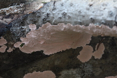 Corticium roseum