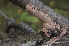 Corticium roseum