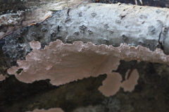 Corticium roseum