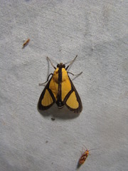 Xanthoarctia pseudameoides