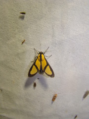 Xanthoarctia pseudameoides