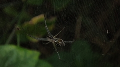 Cyrtophora cicatrosa