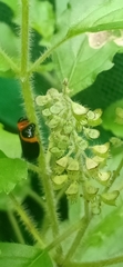 Phymatostetha deschampsi