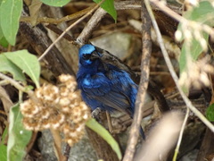 Cyanocompsa parellina