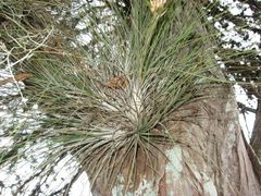 Tillandsia juncea