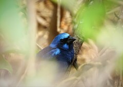 Cyanocompsa parellina