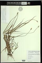 Carex wiegandii