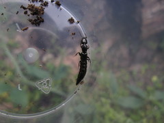 Thyreocephalus orthodoxus