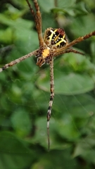 Argiope aemula