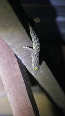 Gekko albofasciolatus