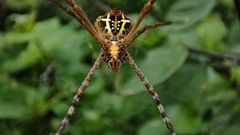 Argiope aemula