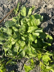 Erigeron quercifolius