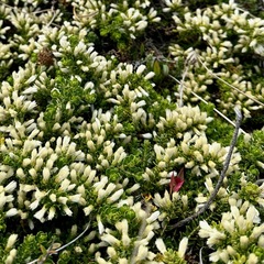 Baccharis magellanica