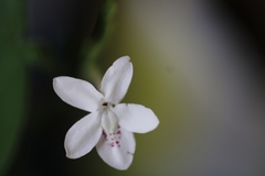 Pseuderanthemum malabaricum