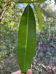 Sideroxylon foetidissimum