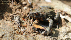 Bufo stejnegeri