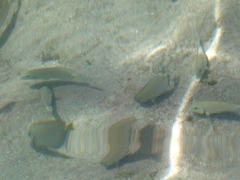 Acanthurus