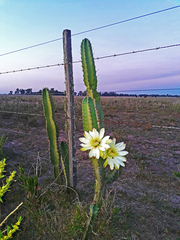 Cereus hildmannianus