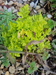 Petroselinum crispum