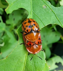 Conchyloctenia punctata