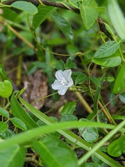 Jacquemontia reclinata