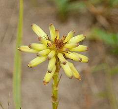 Aloe linearifolia