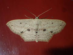 Scopula annularia