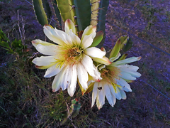 Cereus hildmannianus