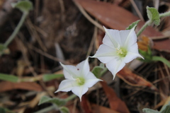 Convolvulus hermanniae