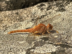 Crocothemis sanguinolenta