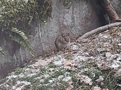 Apodemus flavicollis