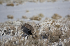 Centrocercus urophasianus