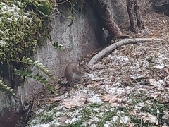 Apodemus flavicollis