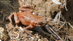 Bufo stejnegeri