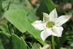 Jaborosa runcinata