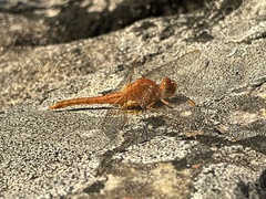 Crocothemis sanguinolenta