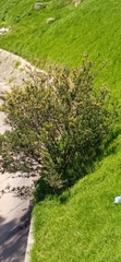 Genista monspessulana